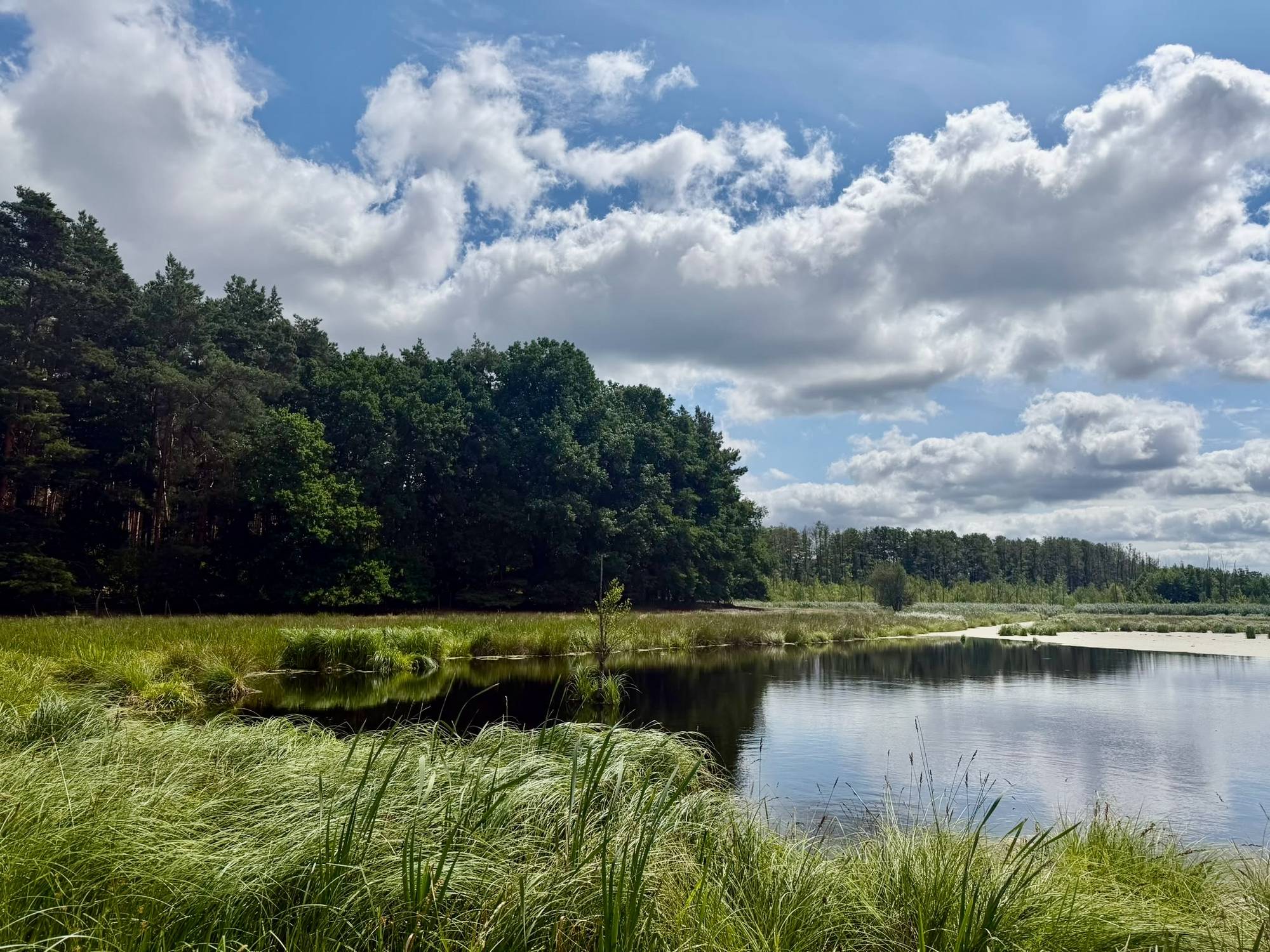 Weite Flächenlandschaft in Südbrandenburg: Stillgewässer mit Schilfgürtel vor Waldkante unter sommerlichem Wolkenhimmel