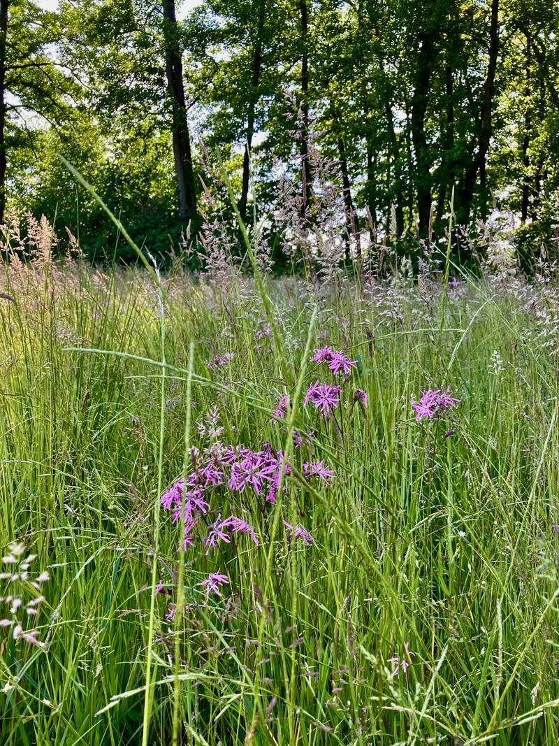 Artenreiche Blühfläche mit Wildblumen im hohen Gras vor Gehölzkulisse