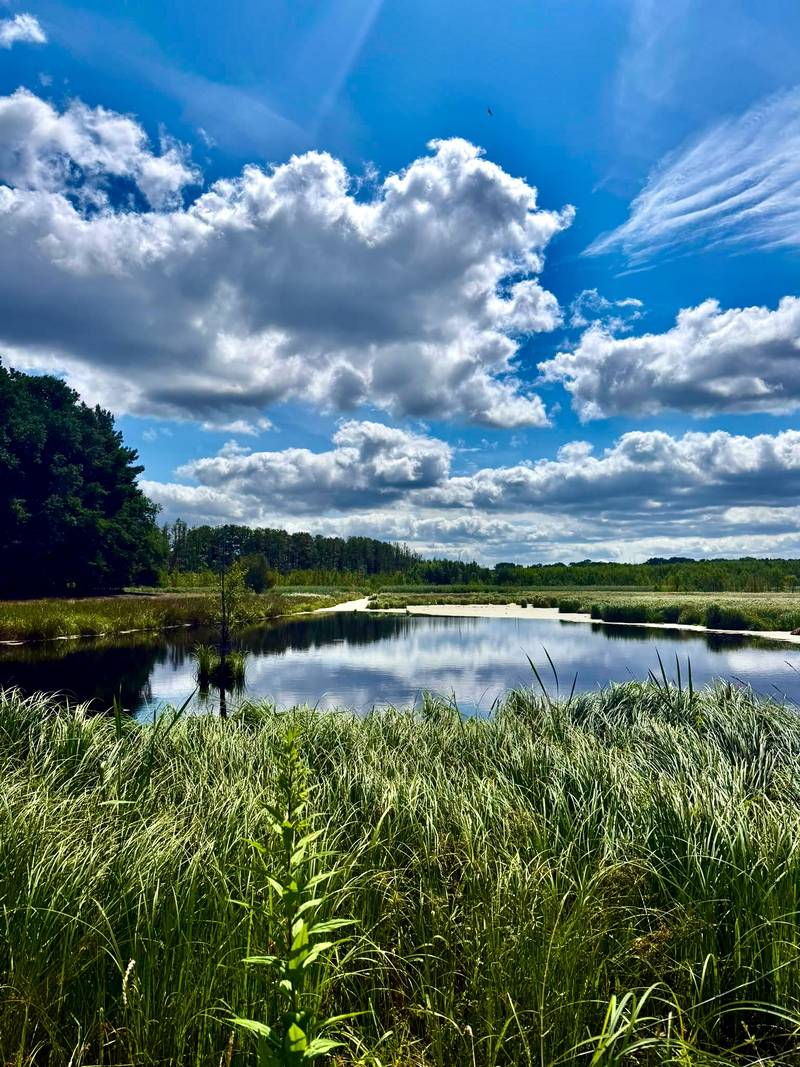 Schilfgesäumtes Stillgewässer unter Wolkenhimmel, vom Ufer aufgenommen