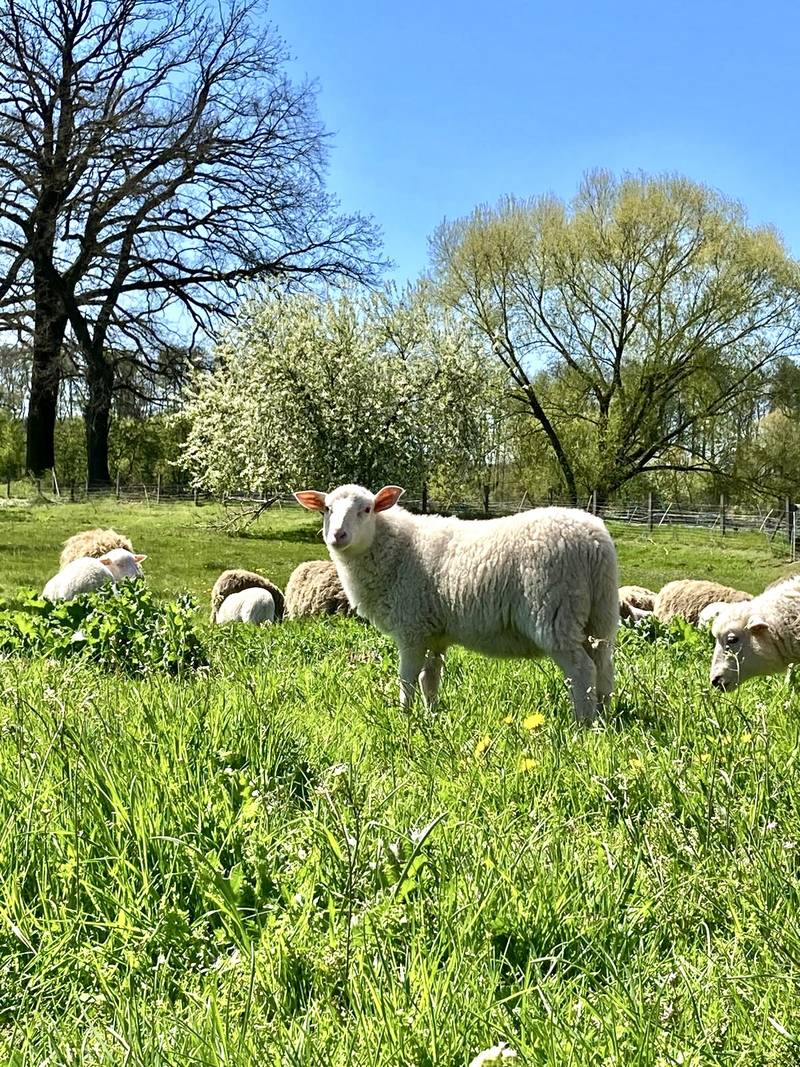 Frühjahrsfläche mit blühendem Baum und weidendem Schaf auf frischem Grün