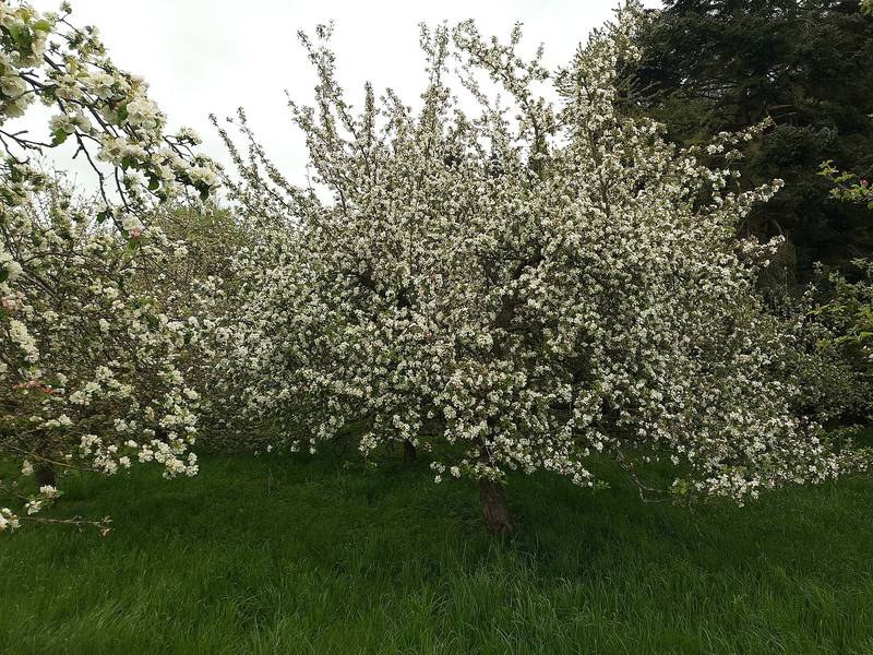 Blühender Apfelbaum auf einer Streuobstwiese