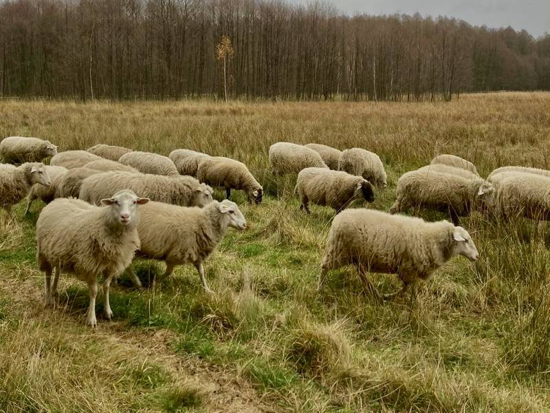 Schafherde bei der Beweidung einer Fläche im Spätherbst