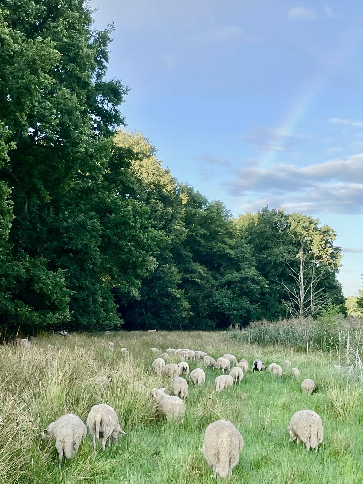 Schafherde bei der extensiven Beweidung am Waldrand im Abendlicht