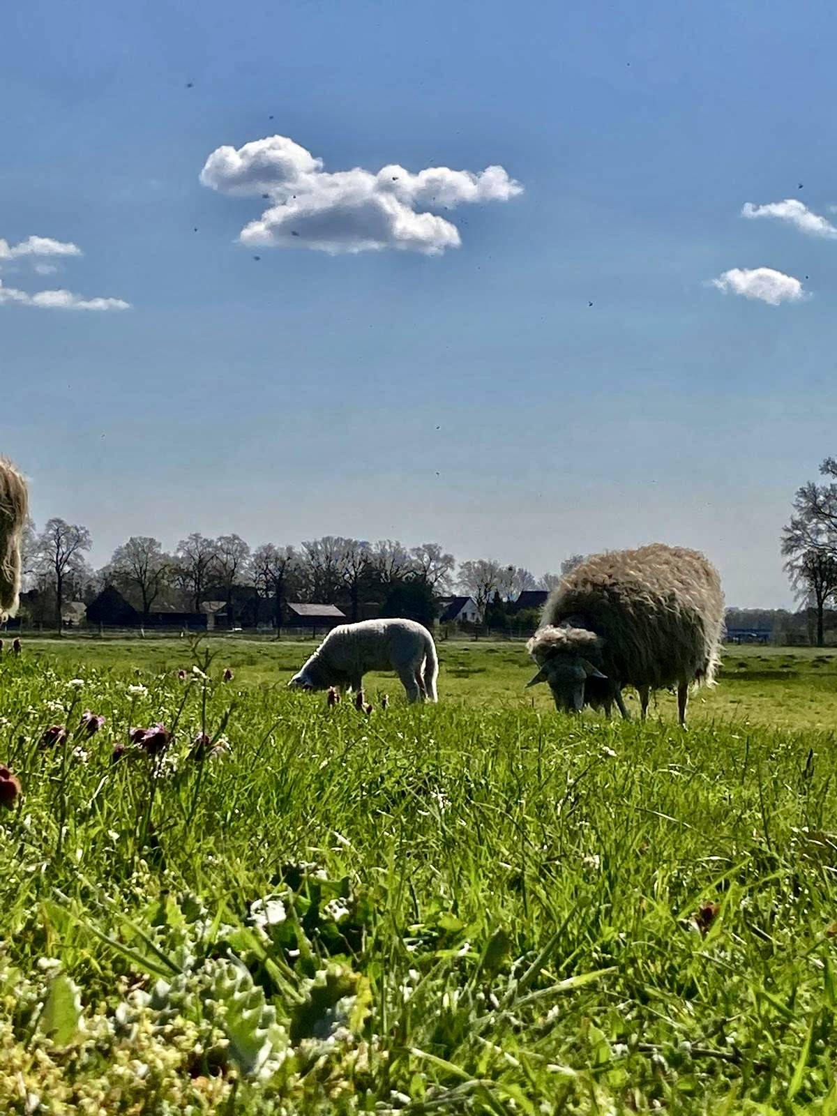 Extensiv beweidete Wiese mit Gehölzkulisse und weidenden Schafen in Löpten