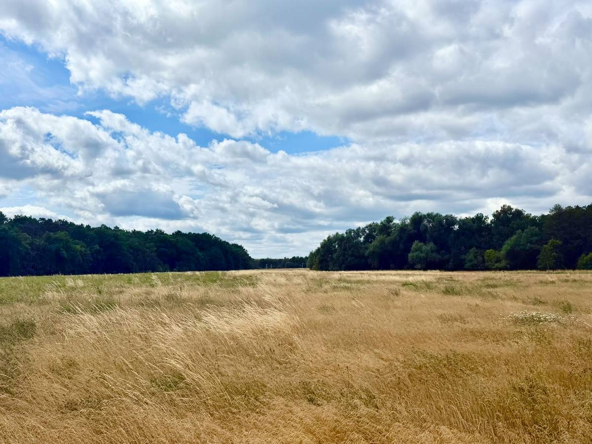 Weites, extensiv genutztes Grünland mit Waldkante unter hohem Wolkenhimmel
